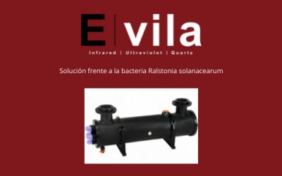 Solución frente a la bacteria Ralstonia solanacearum