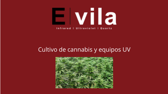 Cultivo de cannabis y equipos UV