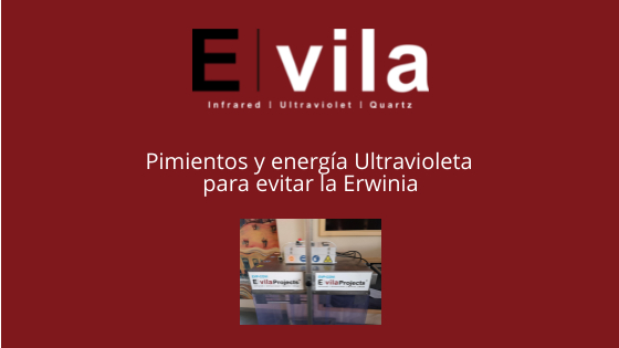 Pimientos y energía Ultravioleta para evitar la Erwinia