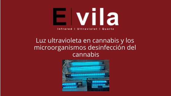 Luz ultravioleta en cannabis y los microorganismos desinfección del cannabis