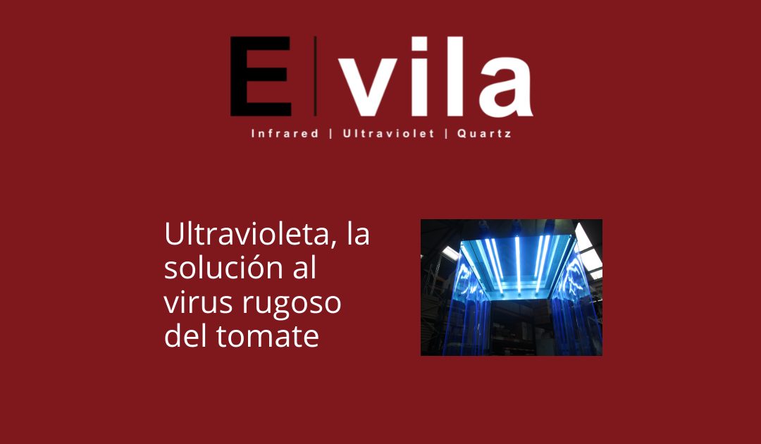 Ultravioleta, la solución al virus rugoso del tomate