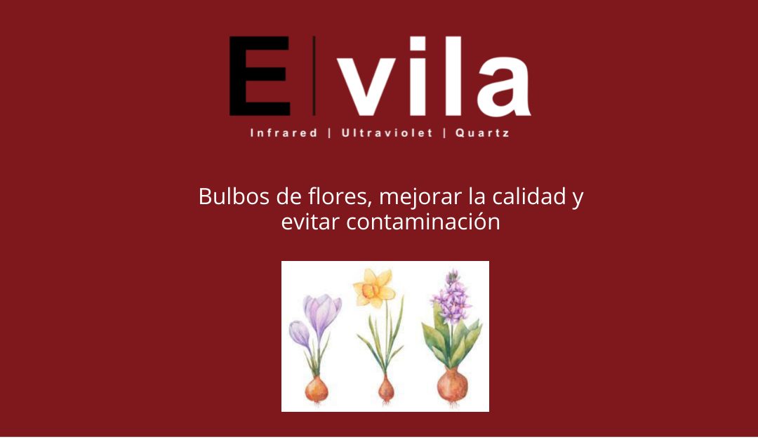 Bulbos de flores, mejorar la calidad y evitar contaminación