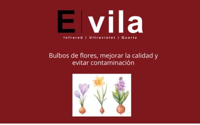 Bulbos de flores, mejorar la calidad y evitar contaminación